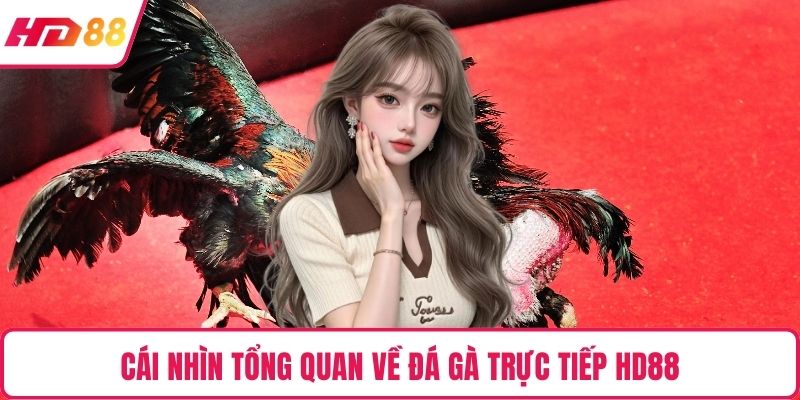 Cái nhìn tổng quan về đá gà trực tiếp HD88