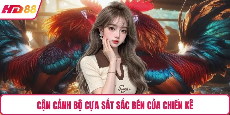 Cận cảnh bộ cựa sắt sắc bén của chiến kê