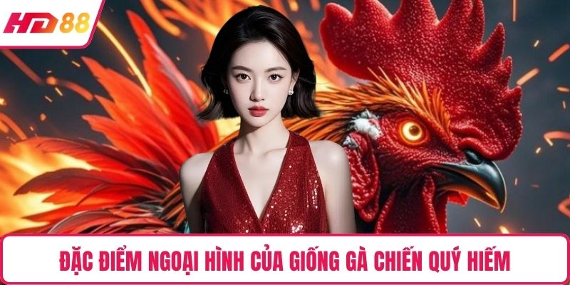 Đặc điểm ngoại hình của giống gà chiến quý hiếm