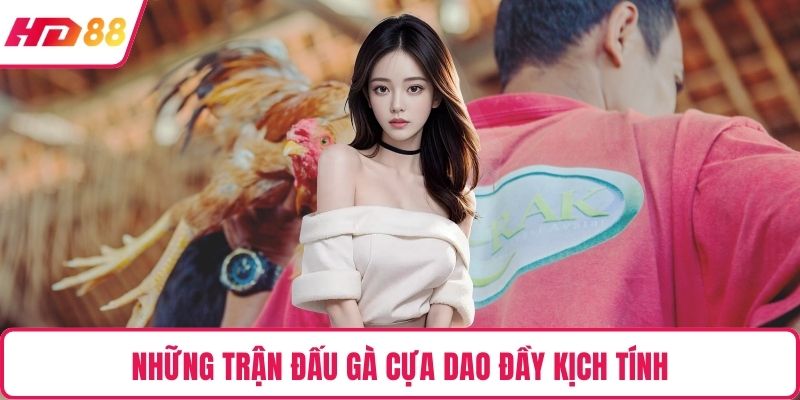 Những trận đấu gà cựa dao đầy kịch tính