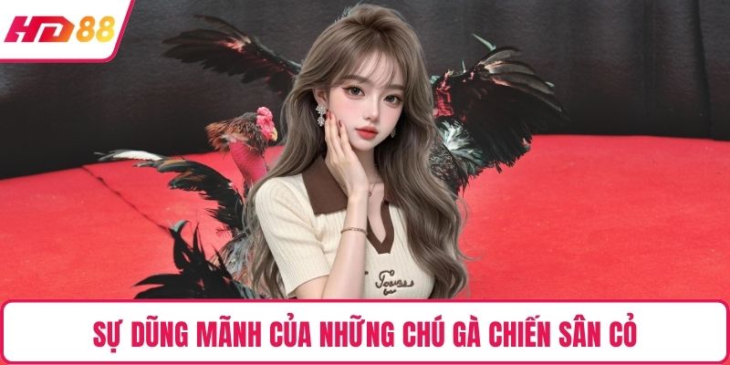 Sự dũng mãnh của những chú gà chiến sân cỏ