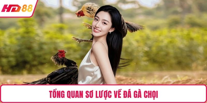 Tổng quan sơ lược về đá gà chọi